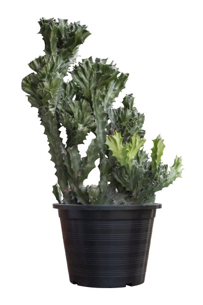 黑色塑料锅里的大戟蟹是一种泰国草药，在白色的背景上包括修剪路径。图片下载