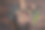煎章鱼宝宝，加香草。木制背景。俯视图图片下载