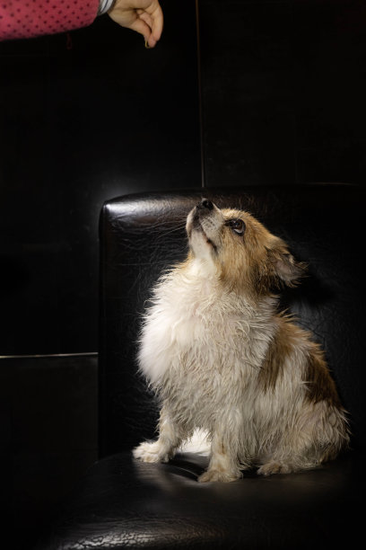 可爱的白棕色湿狗等待款待图片下载