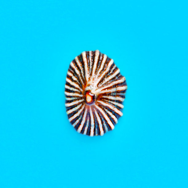 平躺孤立的图像，海岸贝壳在蓝色的背景图片下载