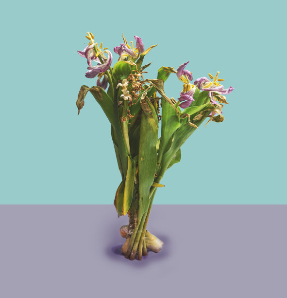 怀旧与腐朽的最小概念。垂死的郁金香静物复古蓝紫色非常佩里孤独的背景。图片下载