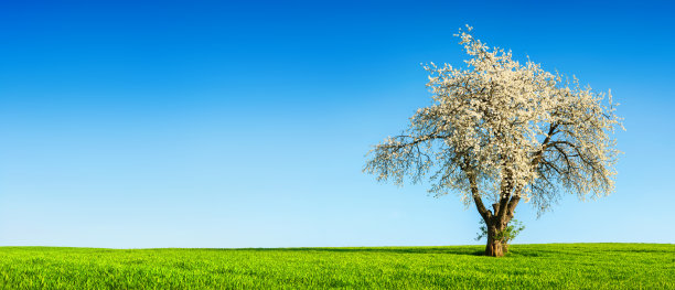 开花的树在草地和蓝色的天空背景图片下载