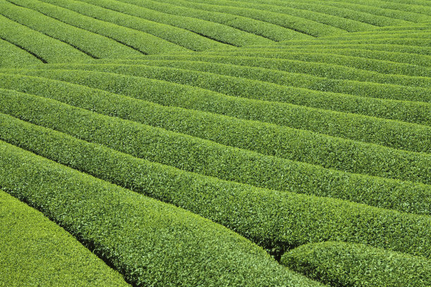 茶园图片下载