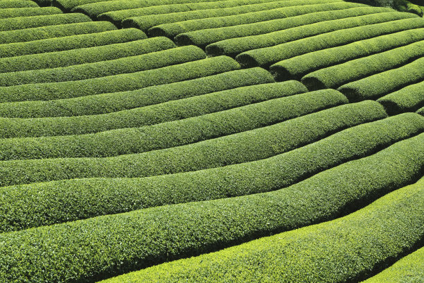 茶园图片下载