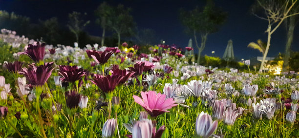 深紫色阴影图片下载