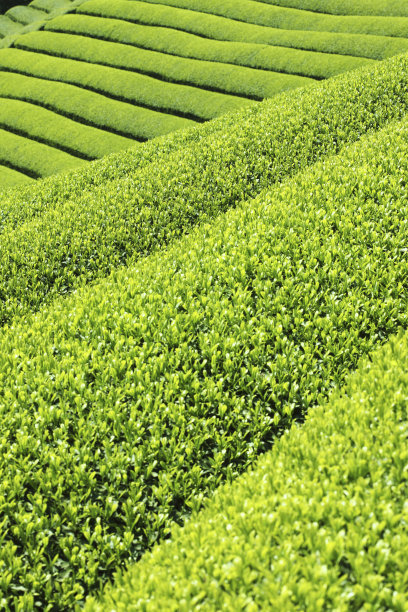 茶园图片下载
