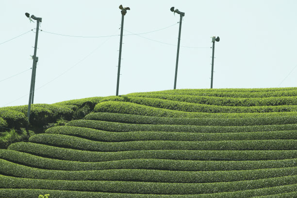 茶园图片下载
