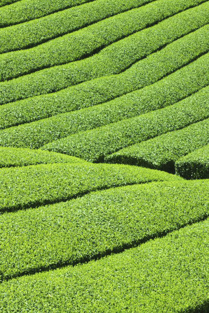 茶园图片下载