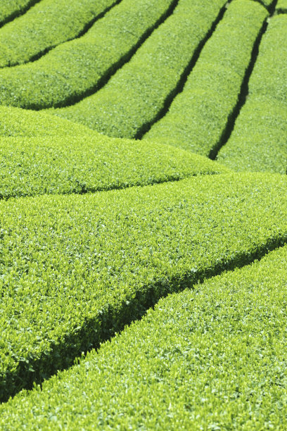 茶园图片下载