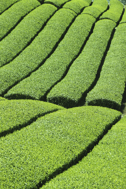 茶园图片下载