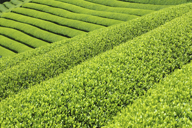 茶园图片下载