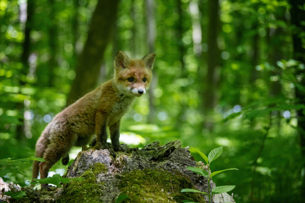 赤狐，赤狐，森林里的幼仔。可爱的野生小捕食者在自然环境图片下载