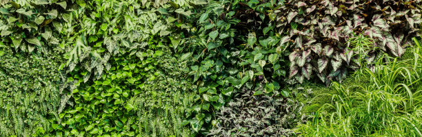 绿叶背景图片下载