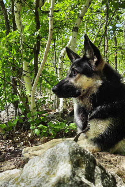 一只东欧牧羊人躺在森林里的石头上图片下载