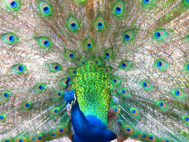 美丽的孔雀。图片下载