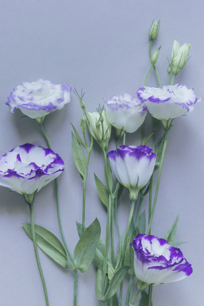 柔和背景上的洋桔梗花精美花束，自然概念，夏季花卉组合，俯视，平铺图片下载