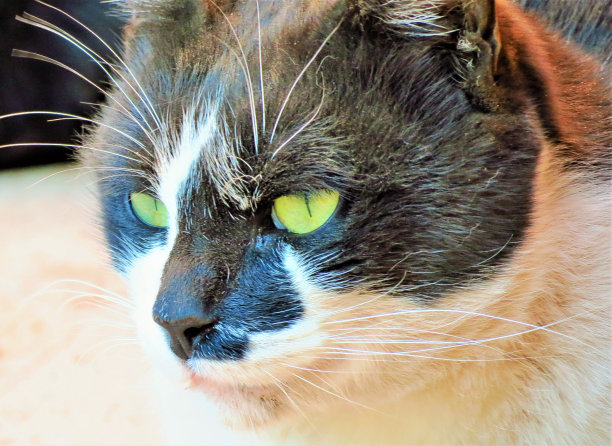 黑色和白色的猫与绿色的眼睛的肖像。图片下载