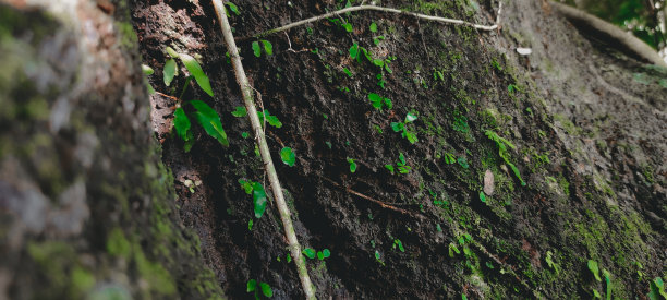 近距离拍摄亚洲热带森林的树干和苔藓景观图片下载
