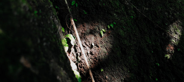 近距离拍摄亚洲热带森林的树干和苔藓景观图片下载