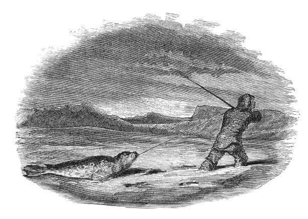 古董插画猎人拖着一只死海豹回营地图片下载