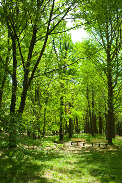 森林的长椅上图片下载