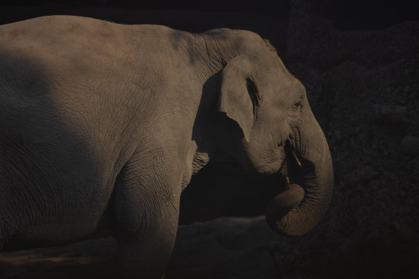 一只巨大的亚洲象，也被称为大象马克西姆斯，悠闲地漫步在它的领地。光影的精彩表演。伟大的景象。图片下载