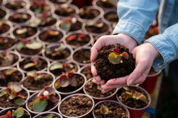 一个女人抱着花苗在温室里图片下载