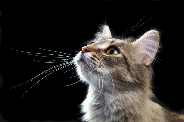 可爱的猫的肖像图片下载