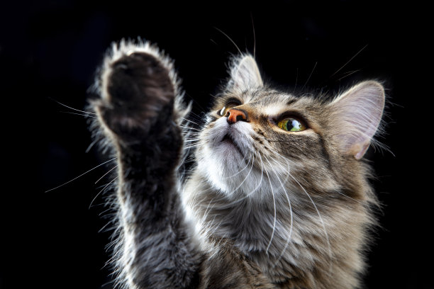 可爱的猫的肖像图片下载