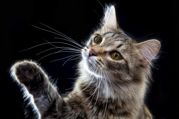 可爱的猫的肖像图片下载