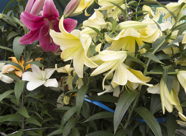 美丽温柔的粉红色百合花，开在花园里。图片下载