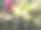 美丽温柔的粉红色百合花，开在花园里。图片下载