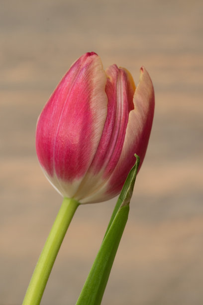 红白郁金香花蕾的特写图片下载