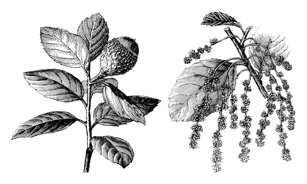 软木橡树(栎属软木)-古董雕刻插图图片下载