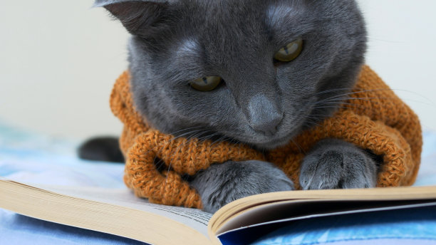 一只漂亮的灰色猫咪穿着一件棕色毛线衫，躺在地板上看书。会看书的有趣的猫。家猫作为人类的生活图片下载