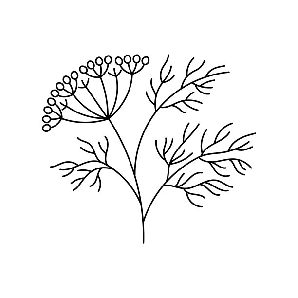 莳萝香料。烹饪原料。行图标。可编辑的中风的大小。向量速写插图。图片下载