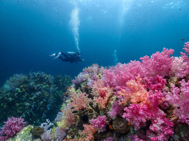 软珊瑚图片下载