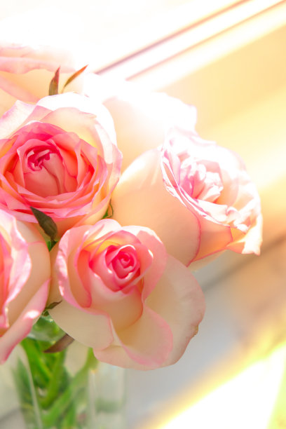 窗台上的花瓶里插着娇嫩的粉红玫瑰。最小的组合。花束的抽象艺术概念。浪漫的粉彩组合玫瑰花。现代美学图片下载