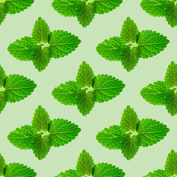 新鲜薄荷叶在绿色背景上的无缝图案图片下载