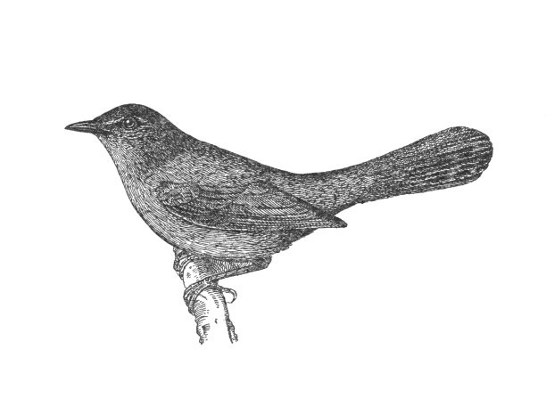 古董雕刻插图，猫鸟在一个分支图片下载