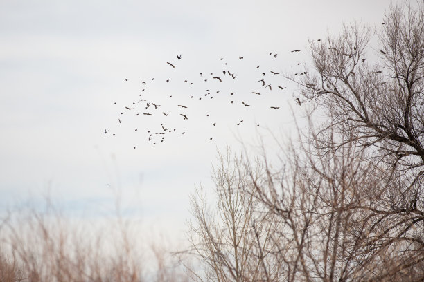 鸟类飞行的开销图片下载