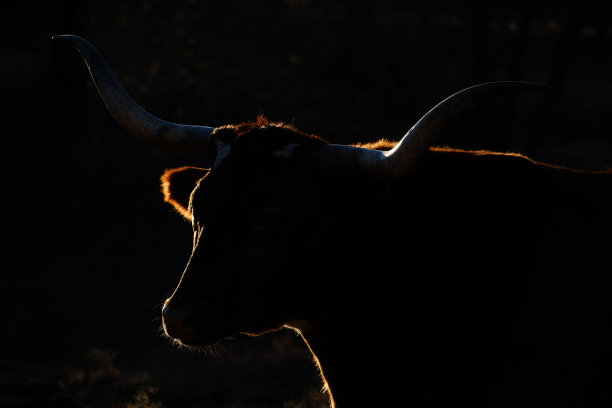 德州长角牛图片下载