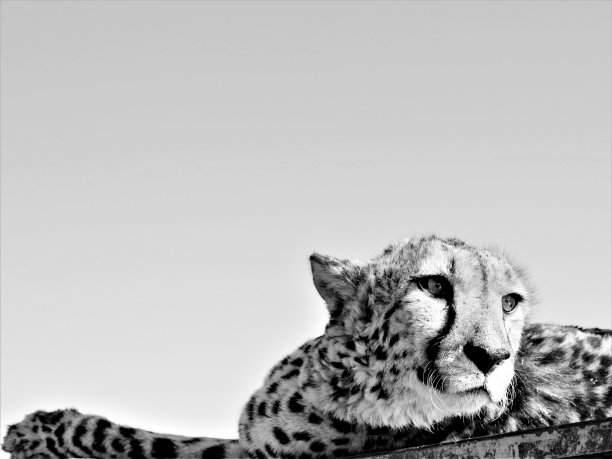 猎豹铺设图片下载