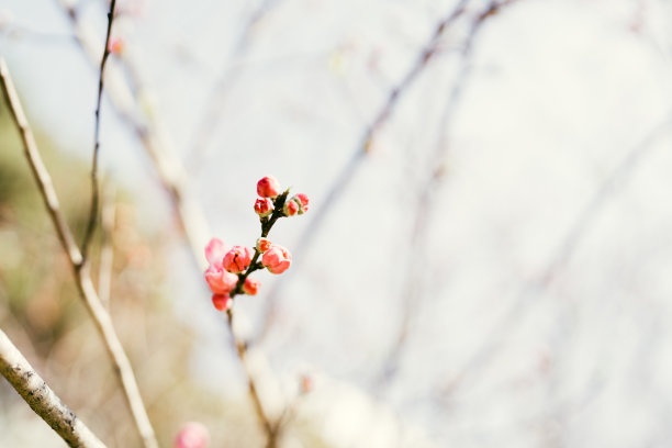 在散焦光背景上开花的树枝。桃花开春了。图片下载