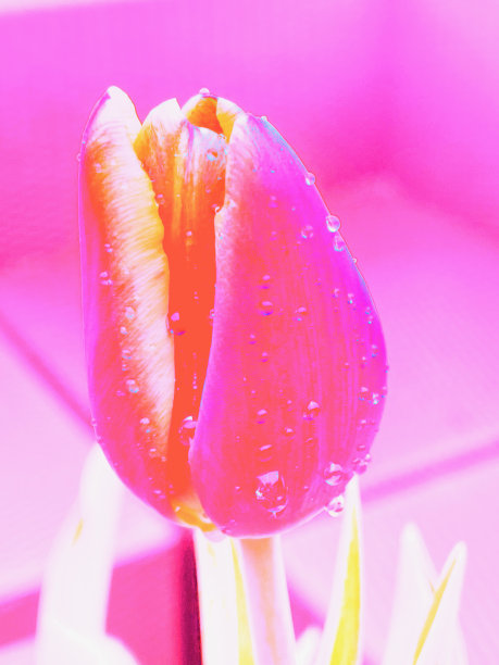 抽象的花朵背景图片下载