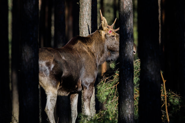 公麋(Alces Alces)。图片下载