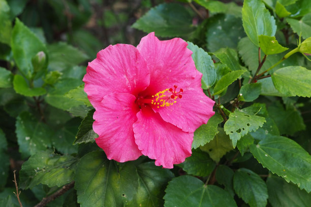 公园里的芙蓉花图片下载