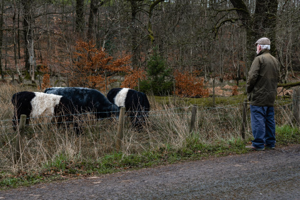 白发苍苍的农民站在那里看着肉牛图片下载
