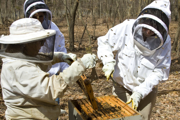 养蜂人的维修蜂巢图片下载