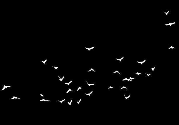 在黑色的背景下，一群孤立的飞鸟。叠加的效果。图片下载